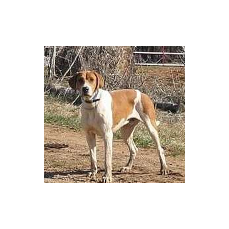 AMERICAN ENGLISH COONHOUND