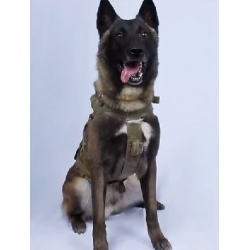 El perro héroe, uno de los protagonistas en operativo de ISIS