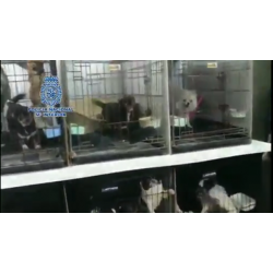 Desmantelan dos criaderos de perros ilegales en Madrid a los que cortaban las cuerdas vocales para que no ladraran