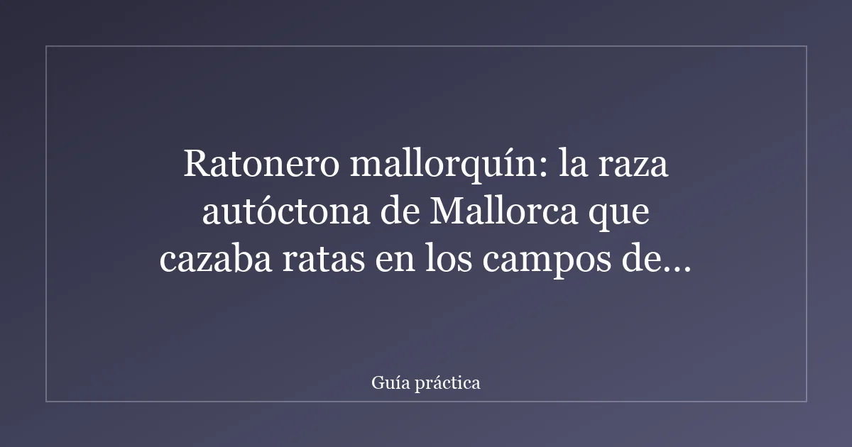 Ratonero mallorquín: la raza autóctona de Mallorca que cazaba ratas en los campos de arroz